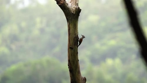 a female woodpecker is monitoring the nest hole in a tree branch