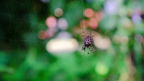Araignée croisée de jardin se régalant de sa proie, gros plan, fond flou, Araneus diadematus