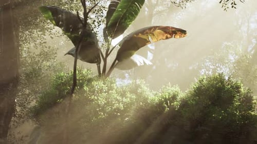 Sunlight Filtering Through Trees Illuminating Lush Greenery in a Forest