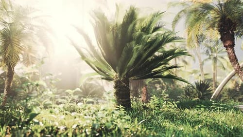Light Ray in a Jungle Rainforest