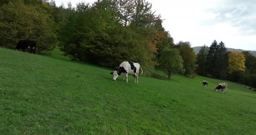 Aerial View of Herd of Cow Animals Resting and Eating Fresh Grass on Green Pasture