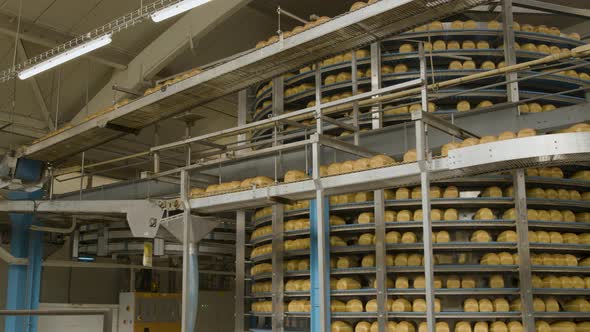 A factory transporting bread over conveyor belts, Industrial Stock ...