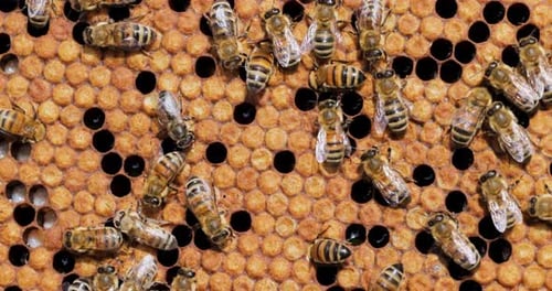 Honey Bees working on honeycomb close-up shot. Bees are best known to humans for their ecological