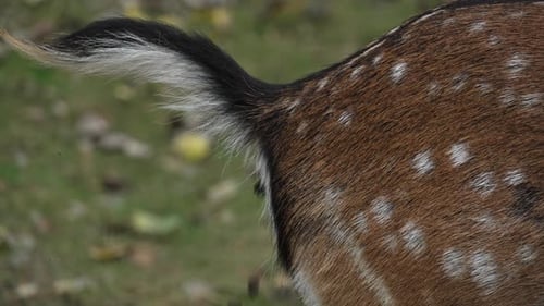 White tailed spotted young deer raised tail and poops close up of backside slow motion