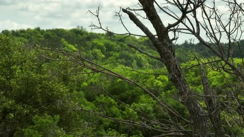 Lush woodland behind a slowly dying tree. Sunny daytime, bird's-eye aerial.