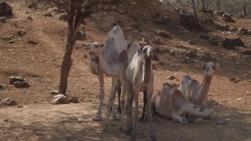 Herd of Cute Dromedary Camels are Resting in Shade of Trees Near Slope and Bend Their Long Necks