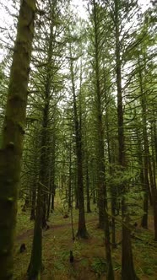 Smooth Flight Between the Trees Close to Branches in a Fabulous Spring Forest