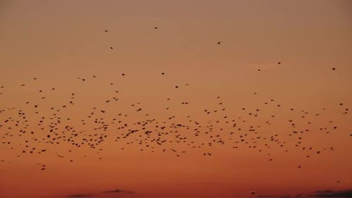 Dramatic Flock of Birds Flying at Sunset