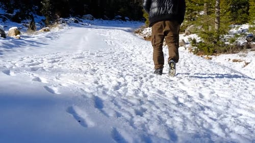 Person Walking Along Snowy Path in Forest