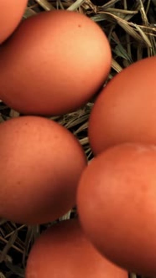 Chicken Eggs Fall Into the Hay Filmed on a Highspeed Camera at 1000 Fps