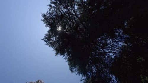 Crown of tall trees, through which sun shines. motion Camera.