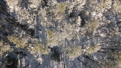 Aerial view of a snow-covered forest with tall pine trees casting long shadows on the ground. The wi
