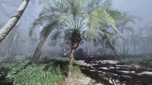 Palm Tree Amid Foggy Forest