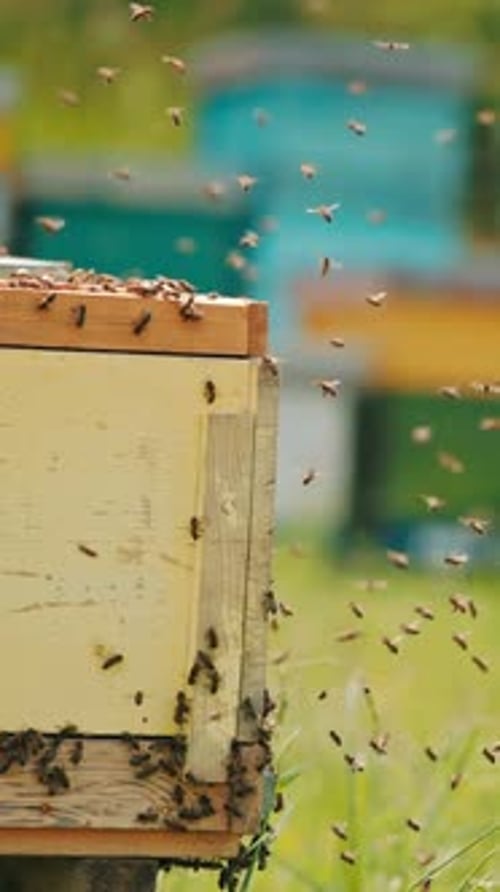 Multiple bee colony disturbed by the apiarist check out. Honey insects coming back to their homes.