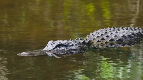 Alligator Close Up in Tannic Water 2
