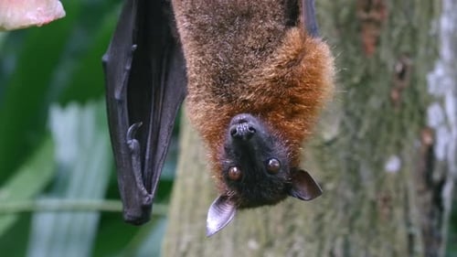 Fliegender Fuchs isst kopfüber hängend. - Nahaufnahme
