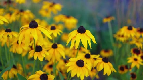 Top view of beautiful yellow daisies and green leaves. Flowers and leaves sway in the wind.