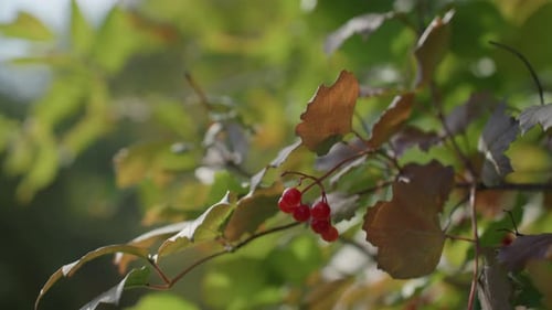 Colorful Wilderness Scene Featuring Illuminated Foliage and Dew Drops Vibrant Outdoor Environment