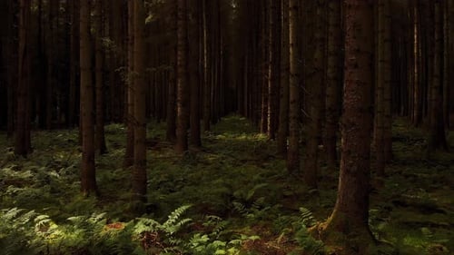 Drone flying forward through sunny pine forest above the ferns