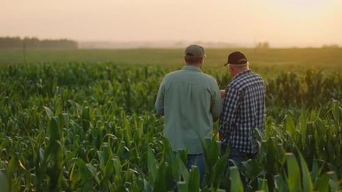 Two Farmers Partners Standing In Green Cornfield In Summer And Discussing Plans Of Agribusiness