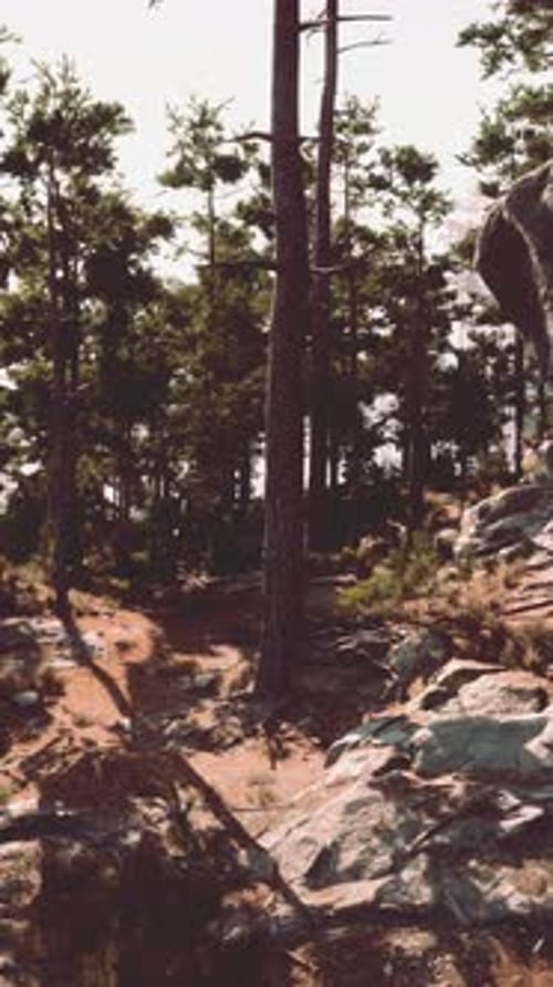 Rocky Area With Trees and Rocks