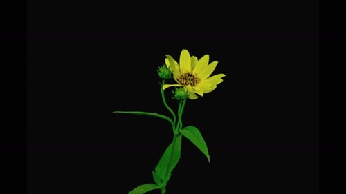Yellow Flower Blooming and Dying on Black Background