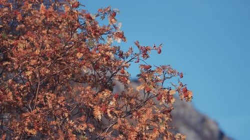 Un gros plan du sorbier avec ses feuilles et ses baies aux couleurs vives. Ciel bleu clair et montagnes dans le bac