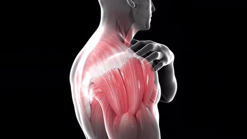 Animated 3D Human Shoulder Muscles with Pain Highlight