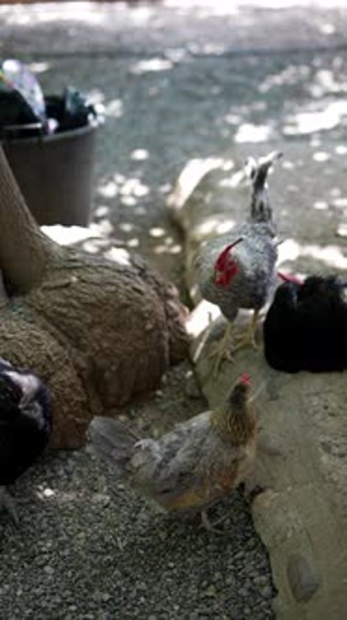 Chickens and Goose Resting Under a Tree