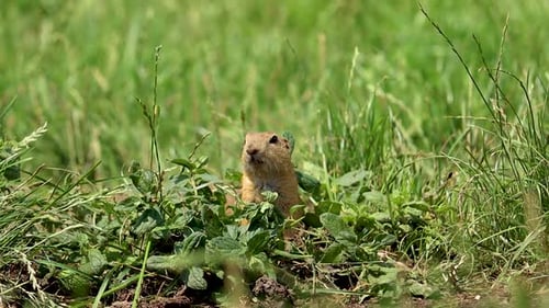 Close up shot of sweet Squirrel appearing out of grass in wilderness during bright sunny day - slow