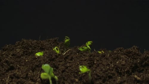 Time Lapse of Seeds Germinating and Growing