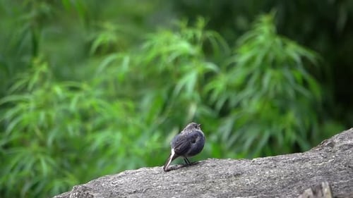 young plumbeous water redstart (Phoenicurus fuliginosus)