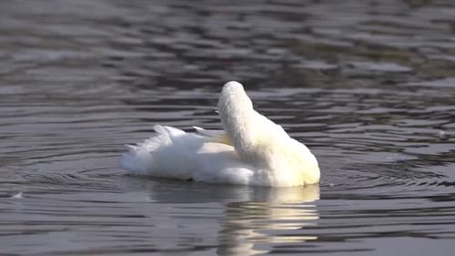 A white mallard duck preening it feathers on Taudaha Lake in Nepal.