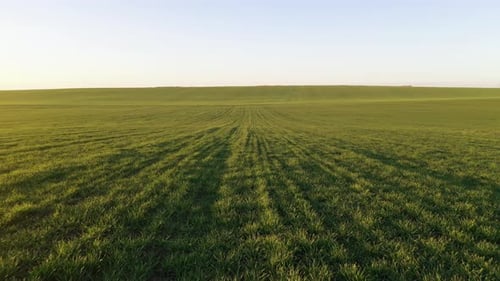 Aerial view of beautiful agricultural field at daytime. Rural landscape