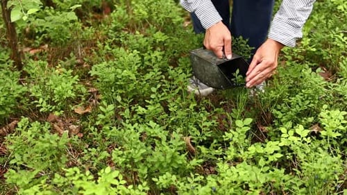 Male hands picking blueberries with berry scoop tool in forest. Faceless man plucking bilberries