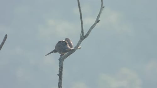 Schöne lachende Taubenvögel, die sich auf einem Baum entspannen.