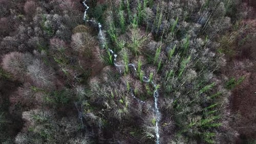 Clear Water Flows Through a Dense Forest