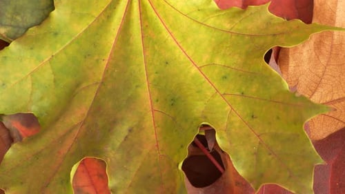 Colorful Autumn Leaves Displaying Seasonal Beauty