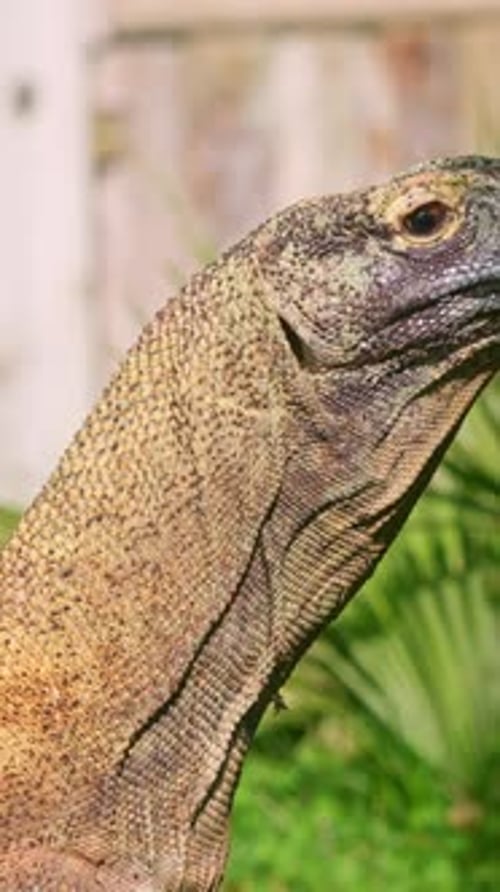 Gros plan d'un dragon de Komodo tournant la tête