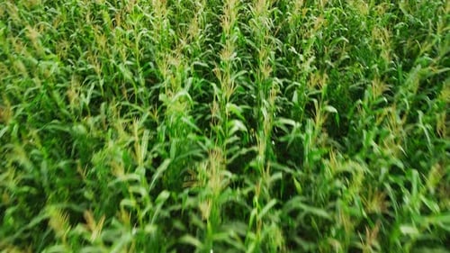 Lush Green Cornfield Swaying Gently in the Wind