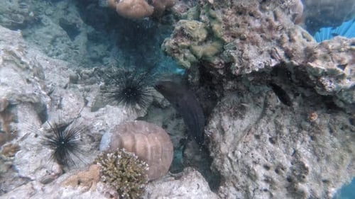 Underwater shot of giant moray hiding amongs corals at Andaman Sea.