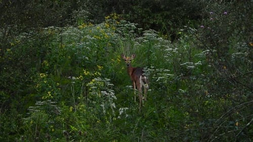 Deer Stands Tall in Green Grassy Meadow