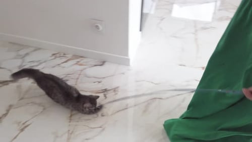 Playful Tabby Cat Guided Through Modern House on Leash