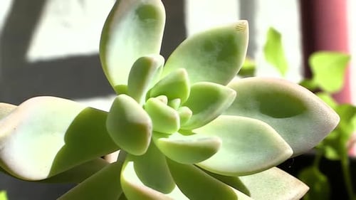 Plante succulente au soleil