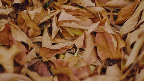 Photo camera falling on the autumn leaves. Old fashioned camera on the ground at a park. Vintage tec