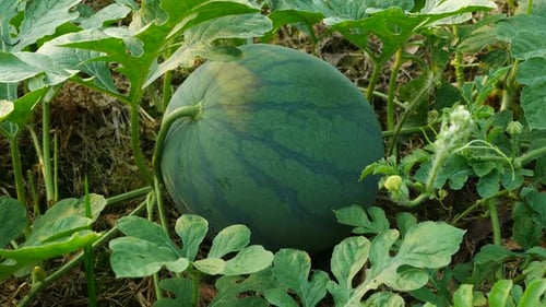 watermelon with a natural green hue