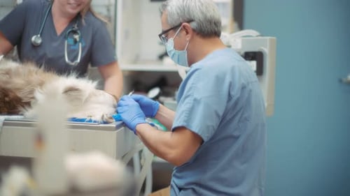A vet doctor cleaning dog's teeth during a procedure.