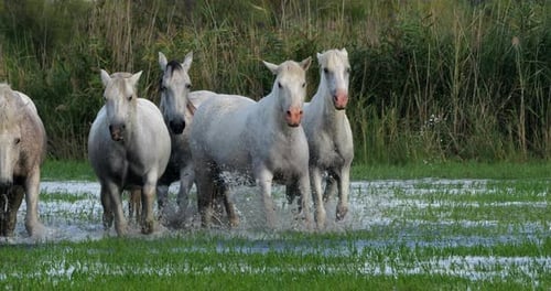 Camargue Horse, Herd trotting or galloping through Swamp, Saintes Marie de la Mer in Camargue