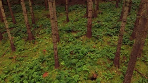 Drone flying backwards through pine forest above the ferns