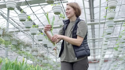 Woman tending rows of tulips in greenhouse